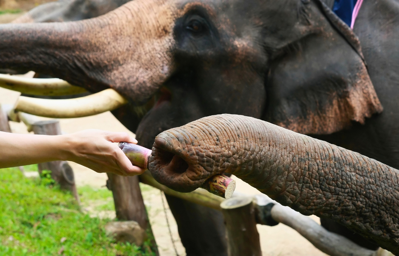 Elephant Lover